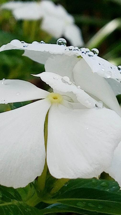 Ti Coin De Paradis Ylang Ylang Le Diamant Eksteriør bilde